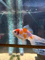 Sluierstaart man, Animaux & Accessoires, Poissons | Poissons d'étang, Poisson(s) rouge(s)