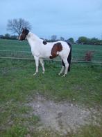 Mooie grote bonte merrie (ceasar ter linden), Dieren en Toebehoren, Merrie, Met stamboom, Onbeleerd, 170 tot 175 cm