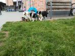 Herder, Dieren en Toebehoren, België, 8 tot 15 weken, Meerdere, Fokker | Professioneel