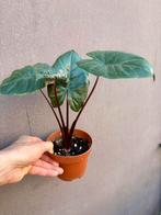 Alocasia, Huis en Inrichting, Kamerplanten, Ophalen