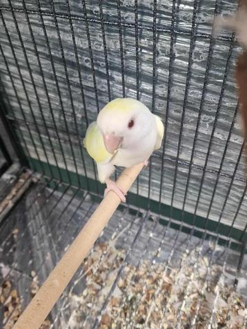 Agapornis beschikbaar voor biedingen