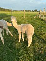 Alpaca hengst, Dieren en Toebehoren