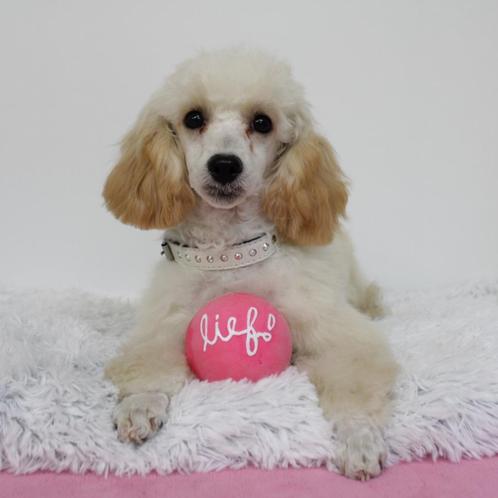 Dwergpoedel teefje "Ellie" zoekt een lief gezin, Dieren en Toebehoren, Honden | Chihuahua's en Gezelschapshonden, Teef, Poedel