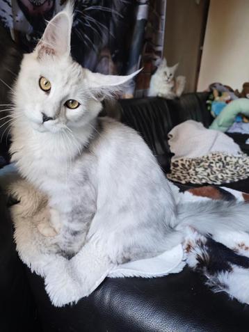 Maine Coons kitten  beschikbaar voor biedingen