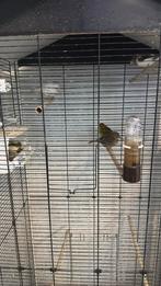 Des canaris à vendre d'ici 2024, prêts à êtr, Animaux & Accessoires, Oiseaux | Canaris, Mâle