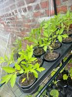 Plantes Bio Tomates Cerise Melange Surprise