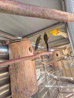 Jonge natuurbroed split lutino bergparkiet, Dieren en Toebehoren, Vogels | Parkieten en Papegaaien, Geslacht onbekend, Parkiet