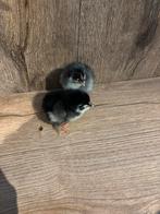 Marans kuikens, Geslacht onbekend, Kip