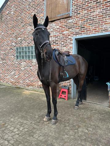 Springpaard merrie 2019 - zangersheide, Jument, Cheval de saut