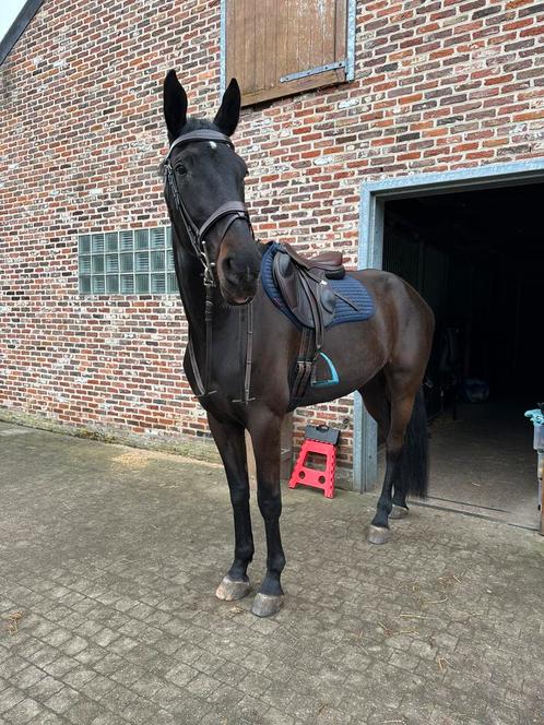Springpaard merrie 2019 - zangersheide, Dieren en Toebehoren, Paarden, Merrie, Springpaard