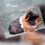 Stoer jong beertje - Phlox - adoptie, Dieren en Toebehoren, Mannelijk, Cavia, Tam