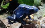 Dendrobates tinctorius 'Azureus' - Blauwe Gifkikker, Animaux & Accessoires, Reptiles & Amphibiens, Amphibien, 0 à 2 ans