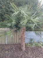 Trachycarpus Fortunei +2.5m, Tuin en Terras, Planten | Bomen, Ophalen, Palmboom