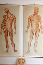Vintage anatomische wandplaten 1,90m x 0,80m (voor en achter, Antiek en Kunst, Ophalen