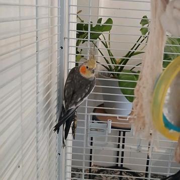 Valkparkiet jonge man, kweekrijp. Grote kuif, forse vogel beschikbaar voor biedingen