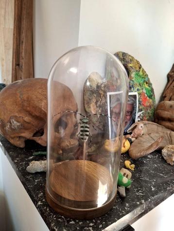 Kever onder stolp beschikbaar voor biedingen