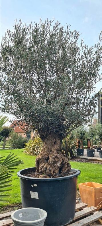 Olijfboom Olea Europaea Bonsai  beschikbaar voor biedingen