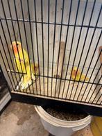 jonge roseicollies, Dieren en Toebehoren, Geringd