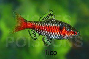 Barbus Odessa 5 voor 5 euro OF RUIL 7 garnalen, Dieren en Toebehoren, Vissen | Aquariumvissen, Schoolvis