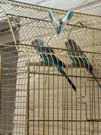 Parkieten koppel, Dieren en Toebehoren, Vogels | Parkieten en Papegaaien, Parkiet