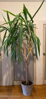 Yucca plant, Enlèvement, Yucca