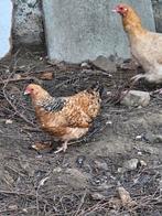 2 krielhaantjes zoeken een thuis, Dieren en Toebehoren, Pluimvee, Mannelijk, Kip