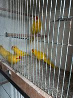 Kakarikis geel te koop, Animaux & Accessoires, Oiseaux | Perruches & Perroquets, Bagué