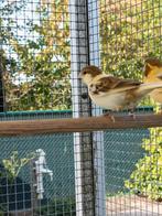 Kanaries, Dieren en Toebehoren