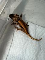 Gargoyle red orange stripe, Dieren en Toebehoren