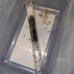 Aphaenogaster senilis 1q 250-300w | mieren ant mierenkolonie, Dieren en Toebehoren, Insecten en Spinnen, Mieren