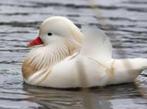 Witte mandarijneend, Dieren en Toebehoren, Pluimvee, Vrouwelijk, Eend