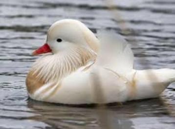 Witte mandarijneend, Femelle, Canard