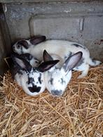 Jonge konijnen, Dieren en Toebehoren, Konijnen, Groot