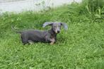 Dwerg Teckel pups unieke kleuren, Dieren en Toebehoren, België, 8 tot 15 weken, Korthaar, Dwerg