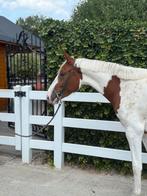 3 jarige Daily Magic merrie, Dieren en Toebehoren, Paarden, Merrie, Springpaard, Minder dan 160 cm, Zadelmak