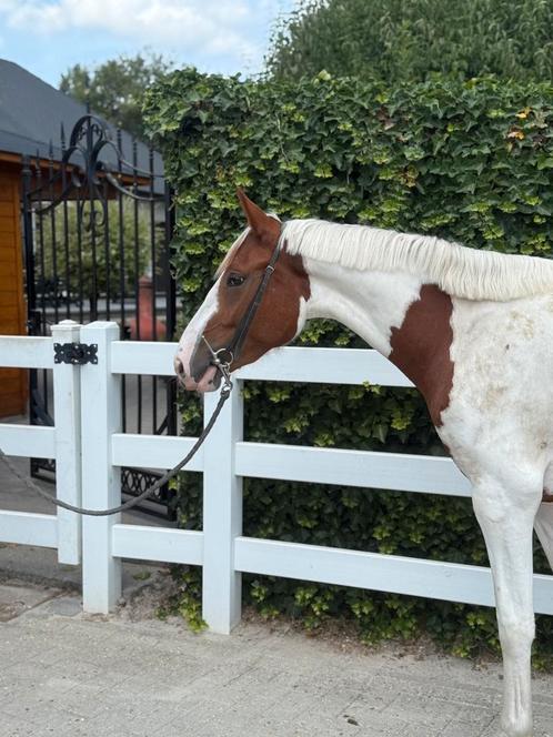 3 jarige Daily Magic merrie, Dieren en Toebehoren, Paarden, Merrie, Zadelmak, Minder dan 160 cm, 3 tot 6 jaar, Springpaard, Ontwormd