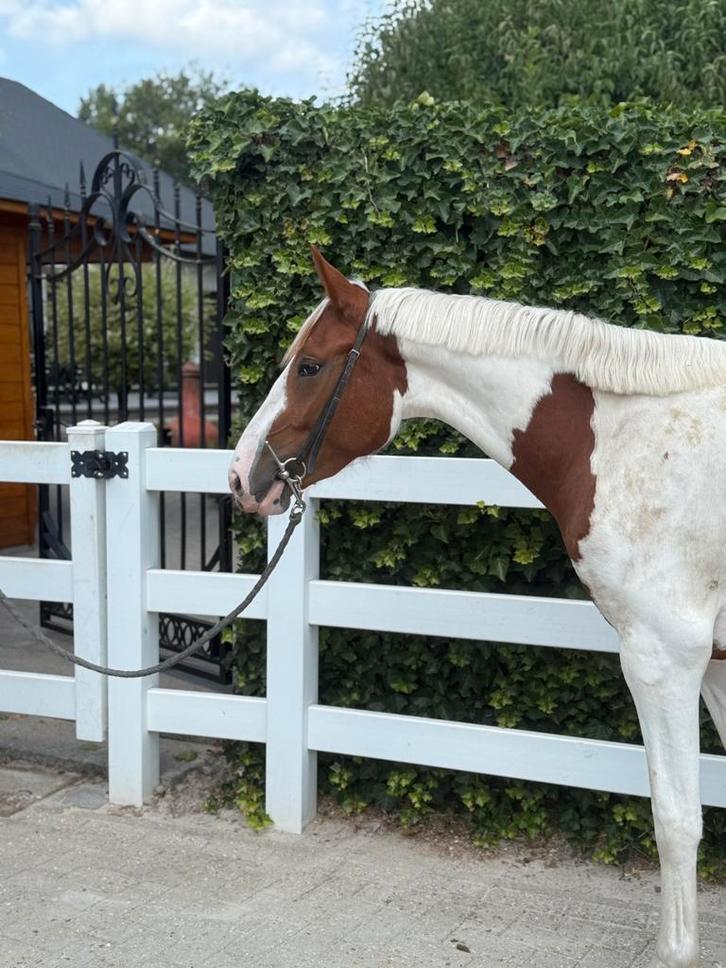 3 jarige Daily Magic merrie, Dieren en Toebehoren, Paarden, Merrie, Zadelmak, Minder dan 160 cm, 3 tot 6 jaar, Springpaard, Ontwormd
