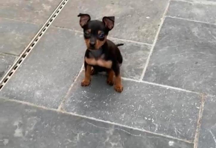 Dwergpinscher pups, Dieren en Toebehoren, Honden | Bulldogs, Pinschers en Molossers, Reu, Overige rassen, Fokker | Hobbymatig