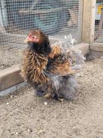 Koppeltje cochin kriel goudblauw gezoomd, Dieren en Toebehoren, Pluimvee