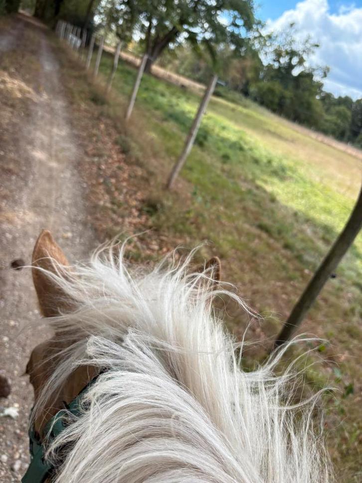 Quarter Horse veulen, Dieren en Toebehoren, Pony's, Merrie