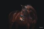 6 jarige bwp (Grey Flanell x Bordeaux), Dieren en Toebehoren, Paarden, Gechipt, Ruin, Dressuurpaard, 3 tot 6 jaar