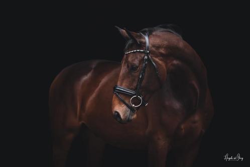 6 jarige bwp (Grey Flanell x Bordeaux), Dieren en Toebehoren, Paarden, Ruin, 165 tot 170 cm, 3 tot 6 jaar, Dressuurpaard, Met stamboom