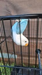 Agapornis fischeri, Vrouwelijk, Dwergpapegaai of Agapornis, Geringd