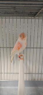 M canaris mâle 2025 25€