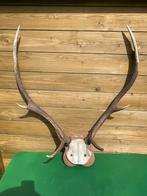Gewei taxidermie schedel vintage retro, Ophalen, Hert, Gewei of Kop