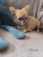 Floris prachtig zeer klein chihuahua reutje, Dieren en Toebehoren, België, Reu, CDV (hondenziekte), 8 tot 15 weken