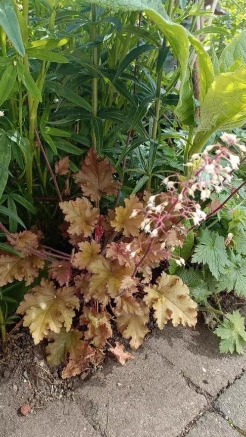 Laatste potjes van deze soortjes vanaf 1 euro , lees beschri, Tuin en Terras, Planten | Tuinplanten, Vaste plant, Overige soorten