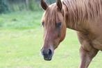 Paard, Dieren en Toebehoren, Paarden, Minder dan 160 cm, 3 tot 6 jaar, Westernpaard, Onbeleerd