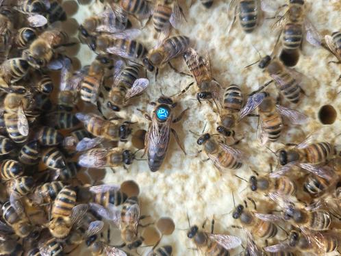 carnica koninginnen, Dieren en Toebehoren, Insecten en Spinnen, Bijen