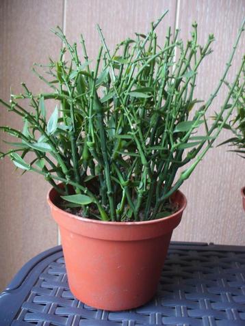 Kunst plantjes  “Mirtle in potje” beschikbaar voor biedingen